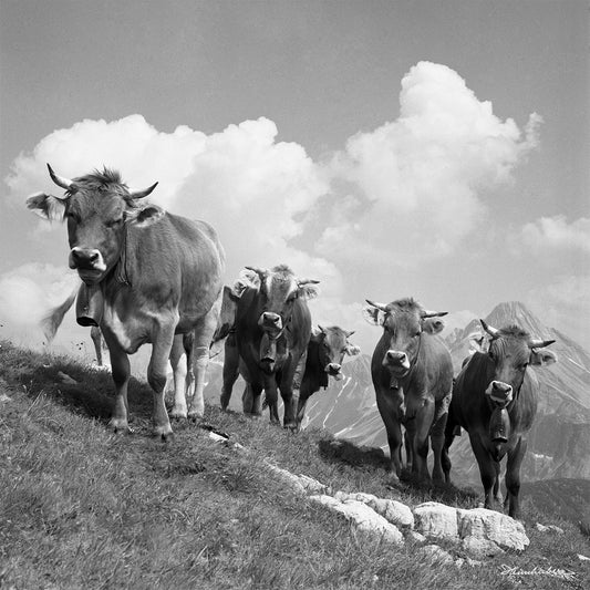 Jungvieh am Schrofenpass I