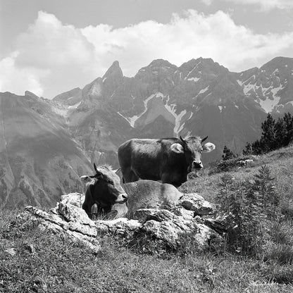 2 Kühe vor Trettach und Mädelegabel II