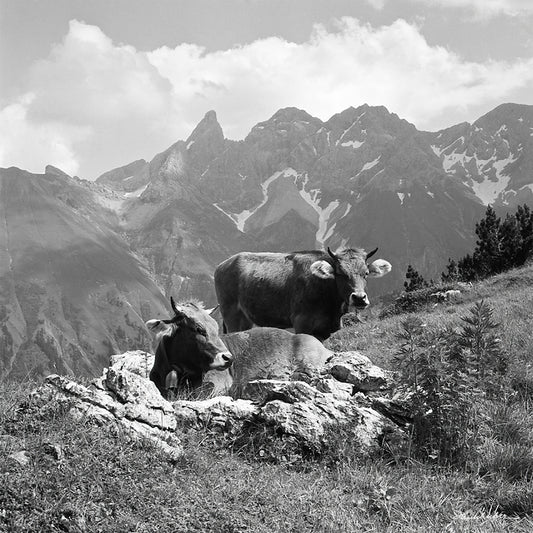 2 Kühe vor Trettach und Mädelegabel II