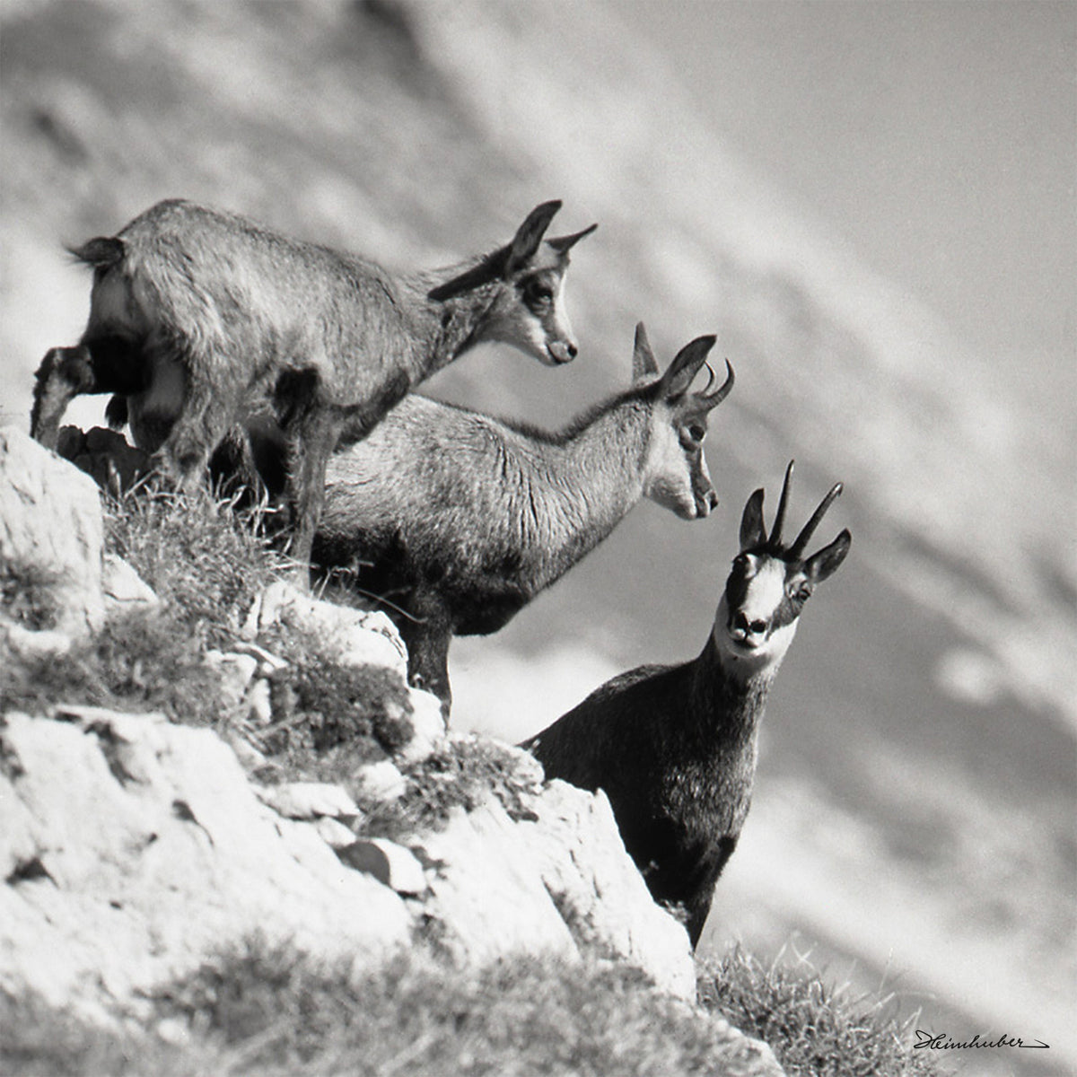 Drei Gemsen am Nebelhorn