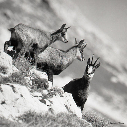 Drei Gemsen am Nebelhorn