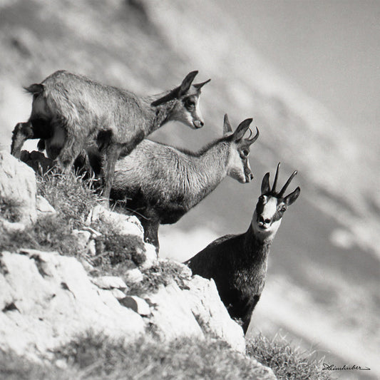Drei Gemsen am Nebelhorn