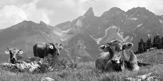 Drei Kühe vor der Trettach