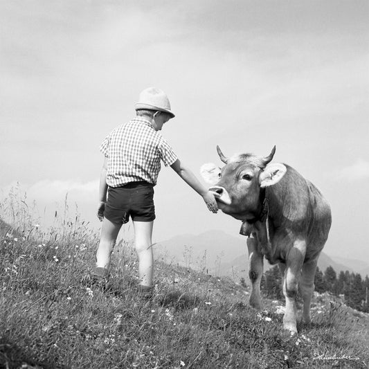 Bub mit Kuh