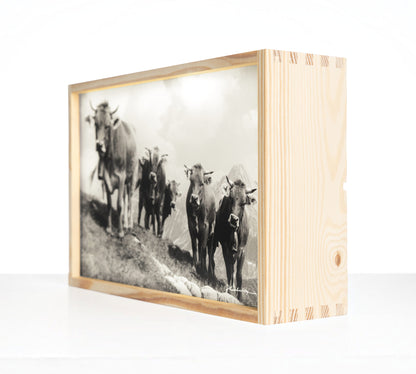 Edition Heimhuber Leuchtbox – Jungvieh am Schrofenpass