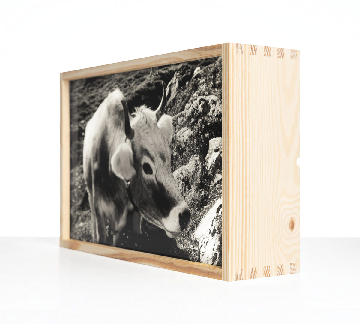 Edition Heimhuber Leuchtbox – Kuh mit Alpenrosen