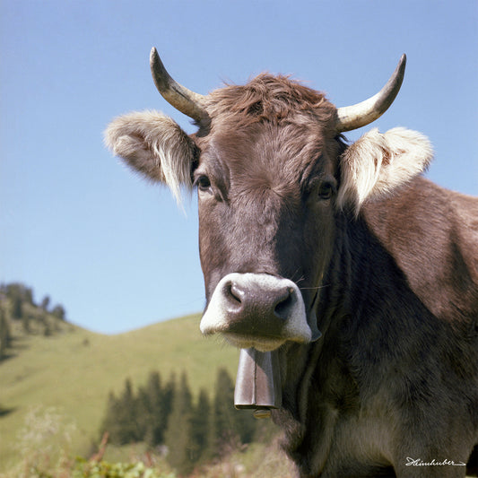 Allgäuer Schönheit
