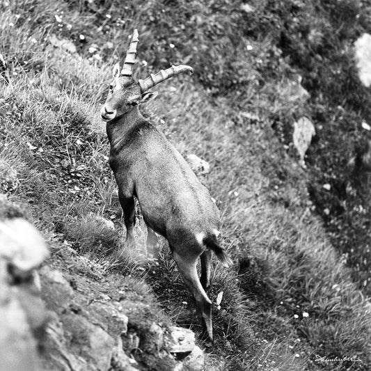 Allgäuer Steinbock