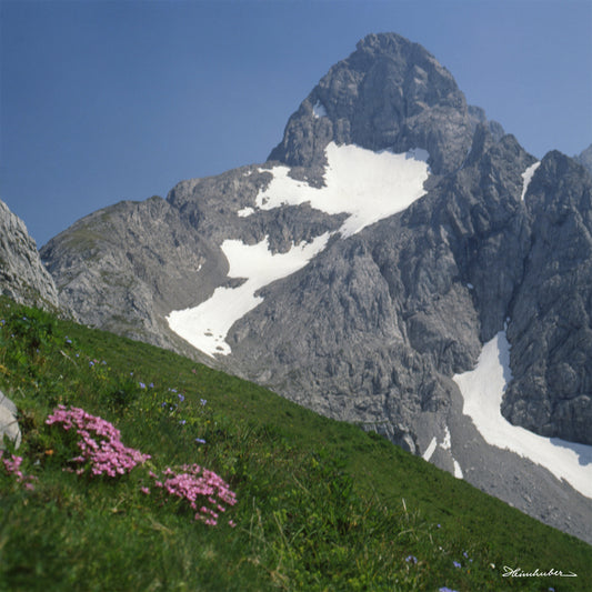 Alpennelken vor Trettach