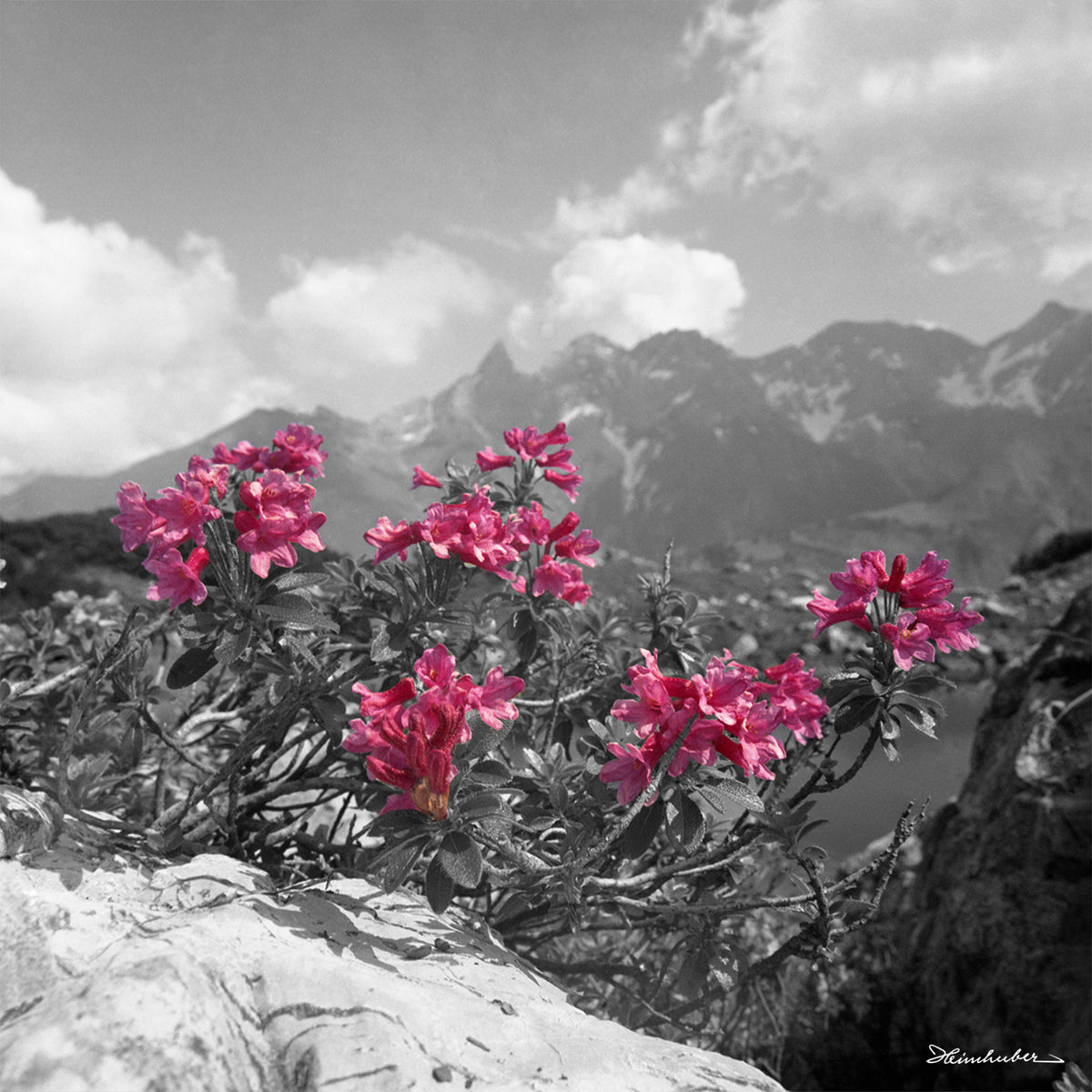 Alpenrosen mit Trettach