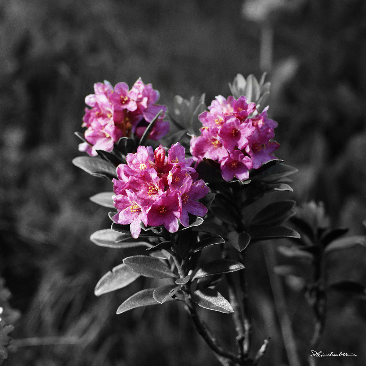 Alpenrosen coloriert
