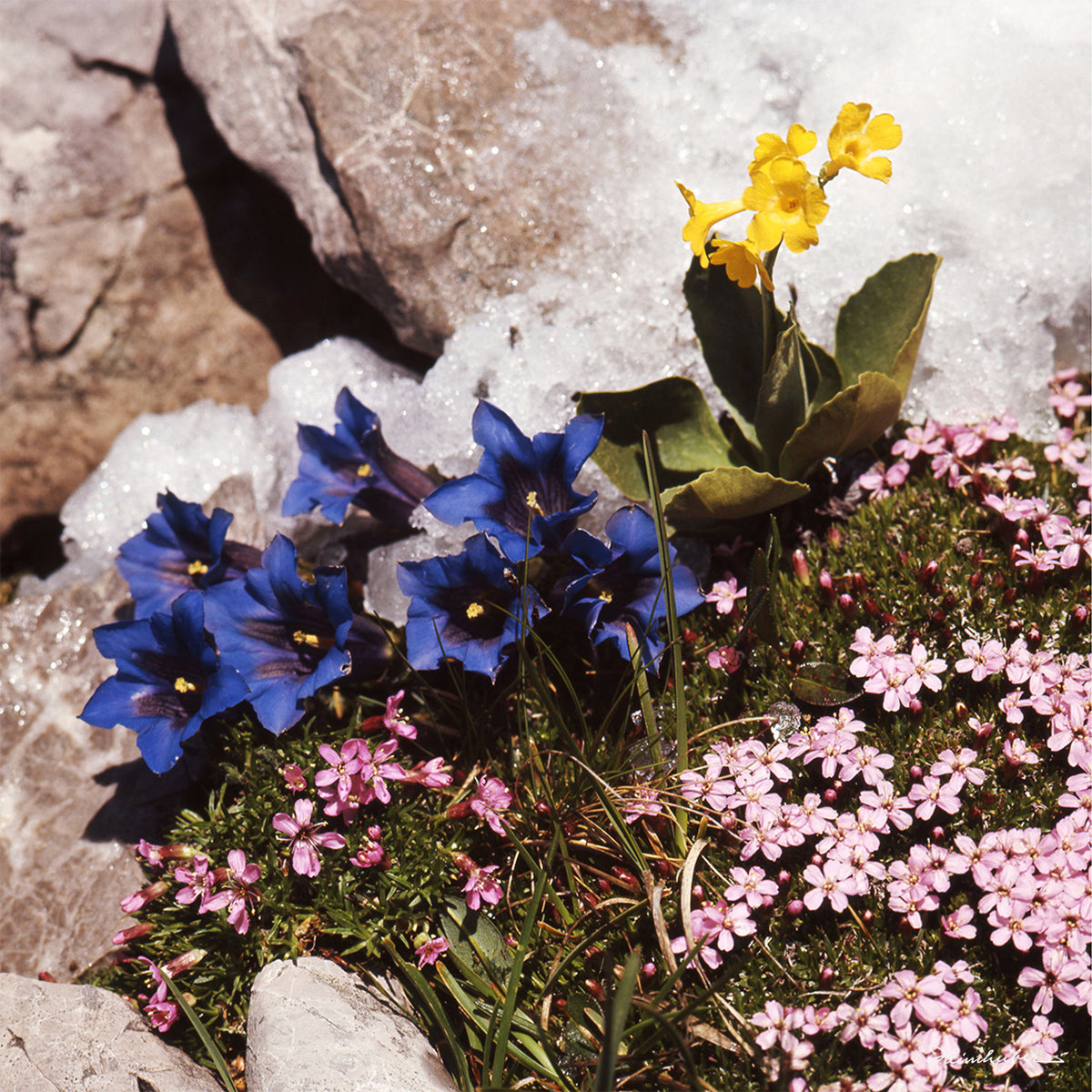 Bergfrühling