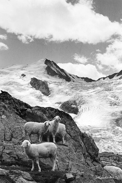 Bergschafe