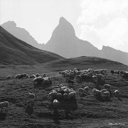 Bergschafe vor Trettach