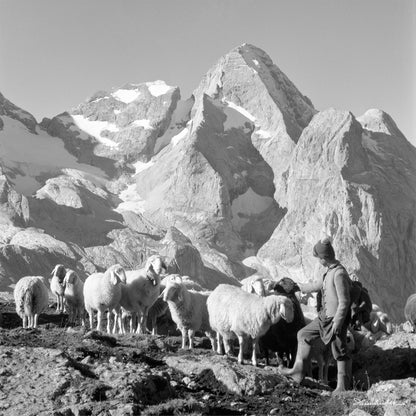 Bergschafe vor Marmolata