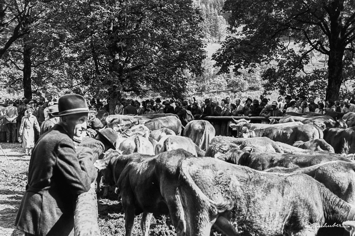 Besucher beim Viehscheid