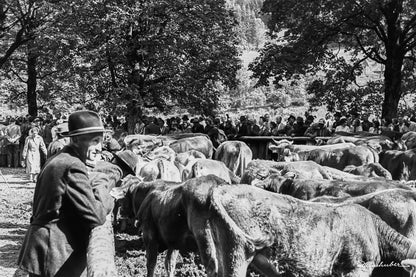 Besucher beim Viehscheid