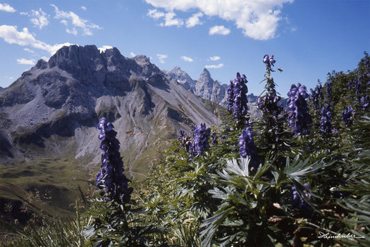 Blauer Eisenhut II