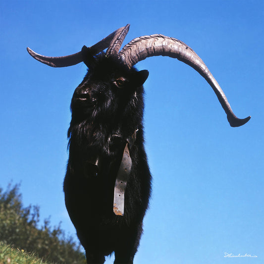 Geißbock