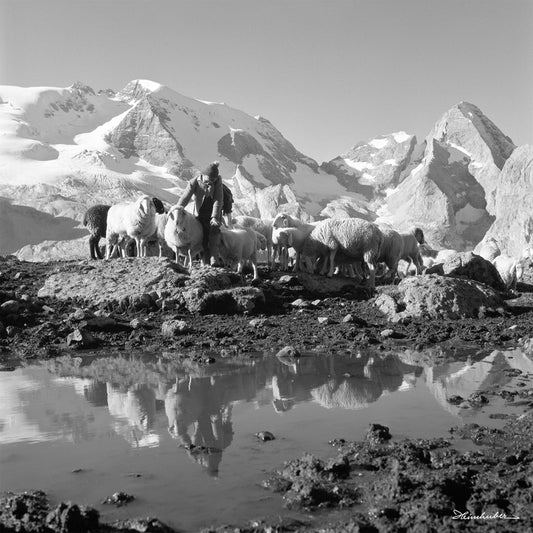 Bergschafe mit Hirtenjungen vor Marmolata I.