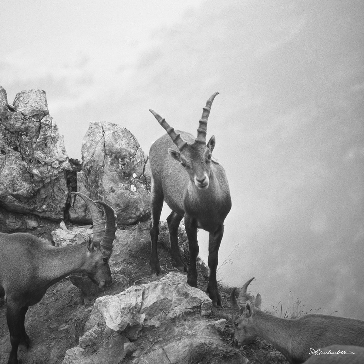 Steinbock Trio