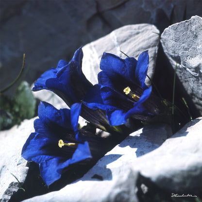 Blauer Enzian III