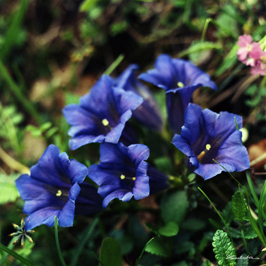 Blauer Enzian I