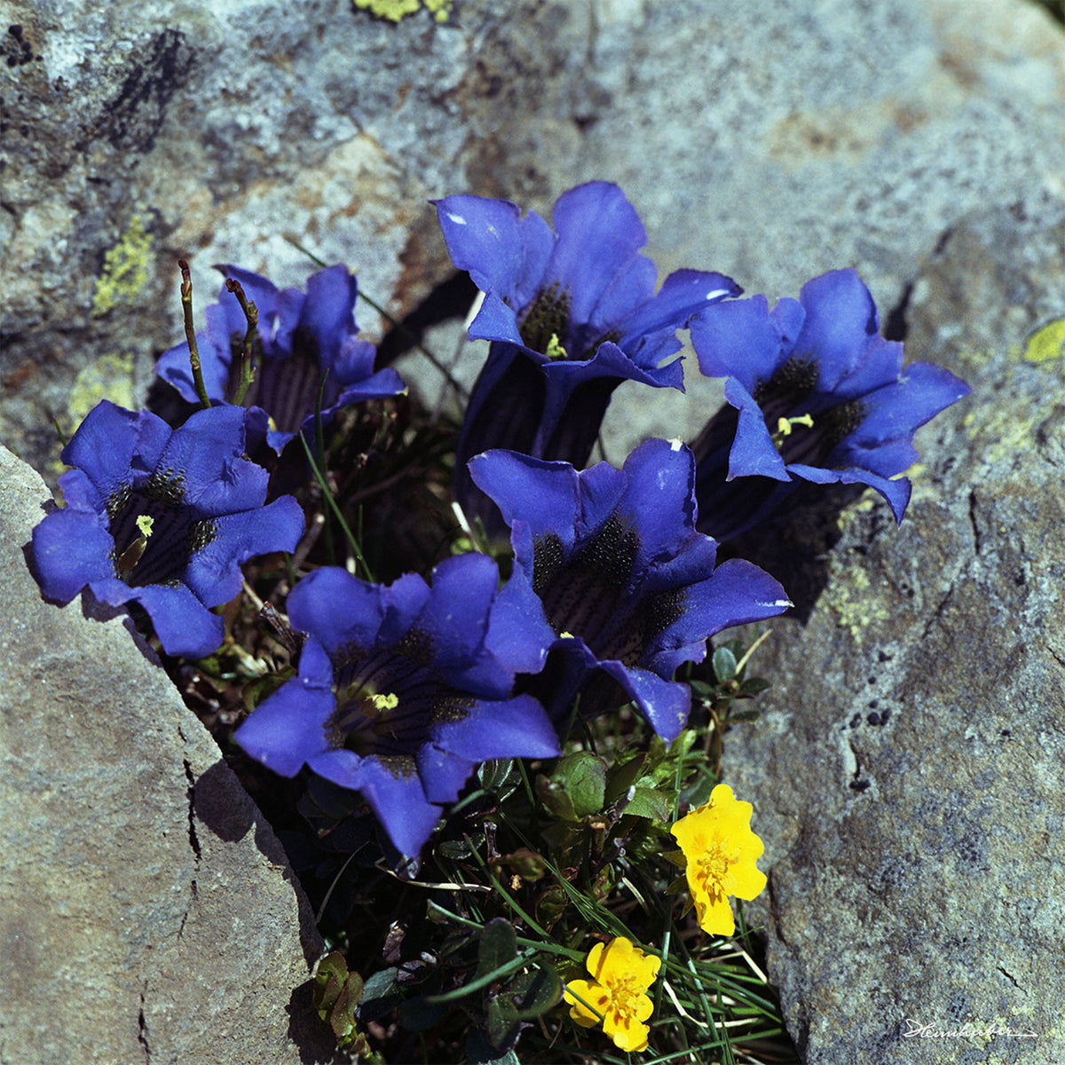 Blauer Enzian II
