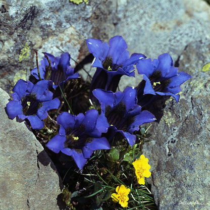 Blauer Enzian II