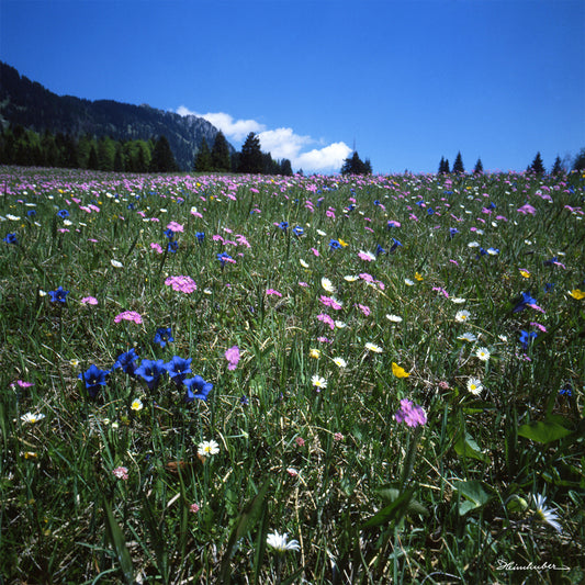 Enzianwiese in Unterjoch I