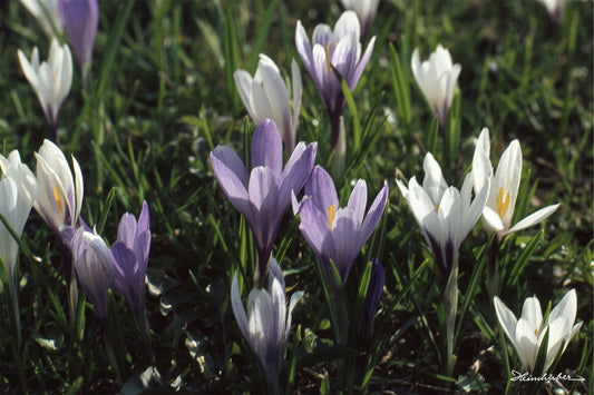 Frühlingsboten II