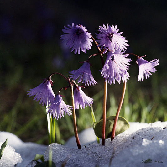 Frühlingserwachen
