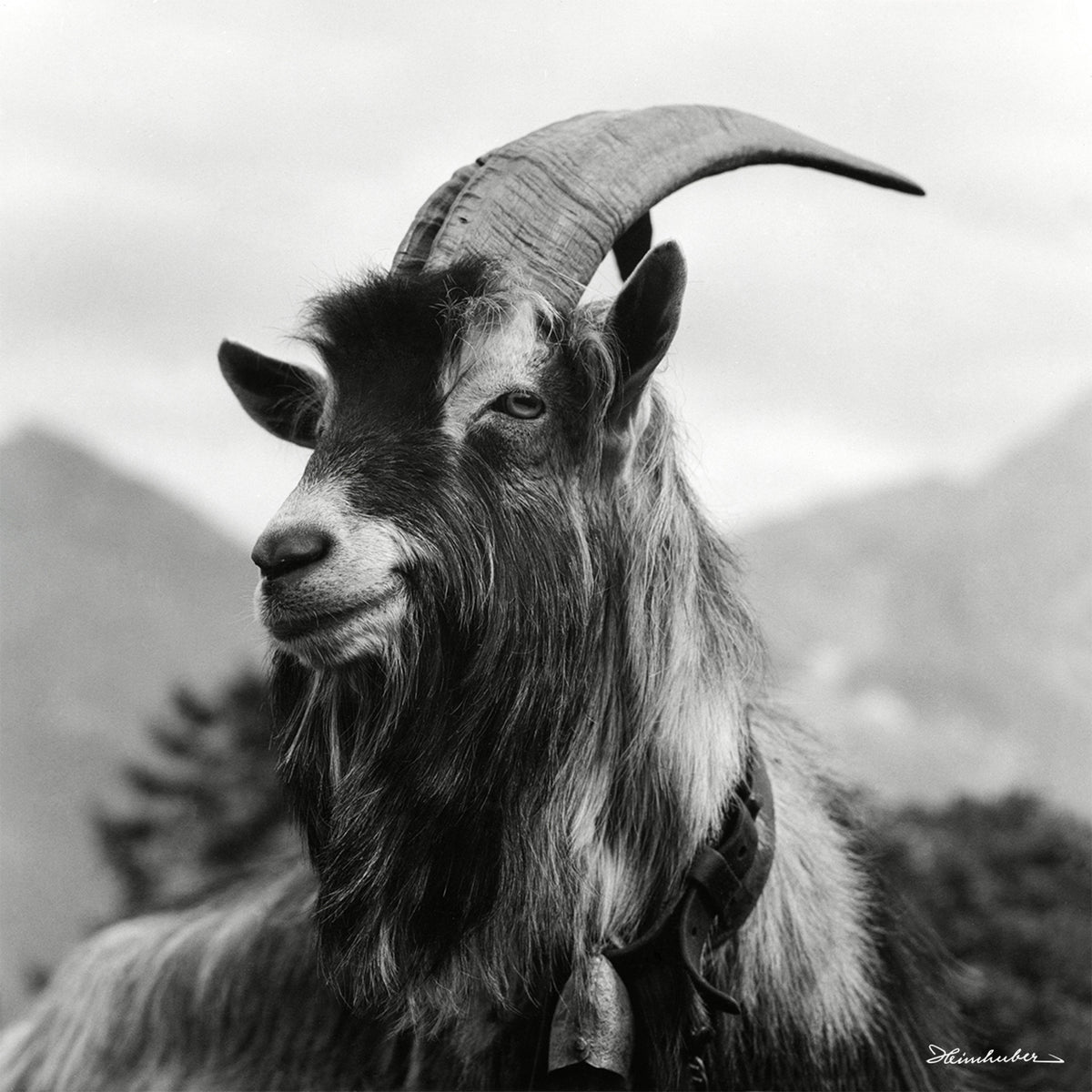 Geißbock