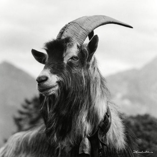 Geißbock