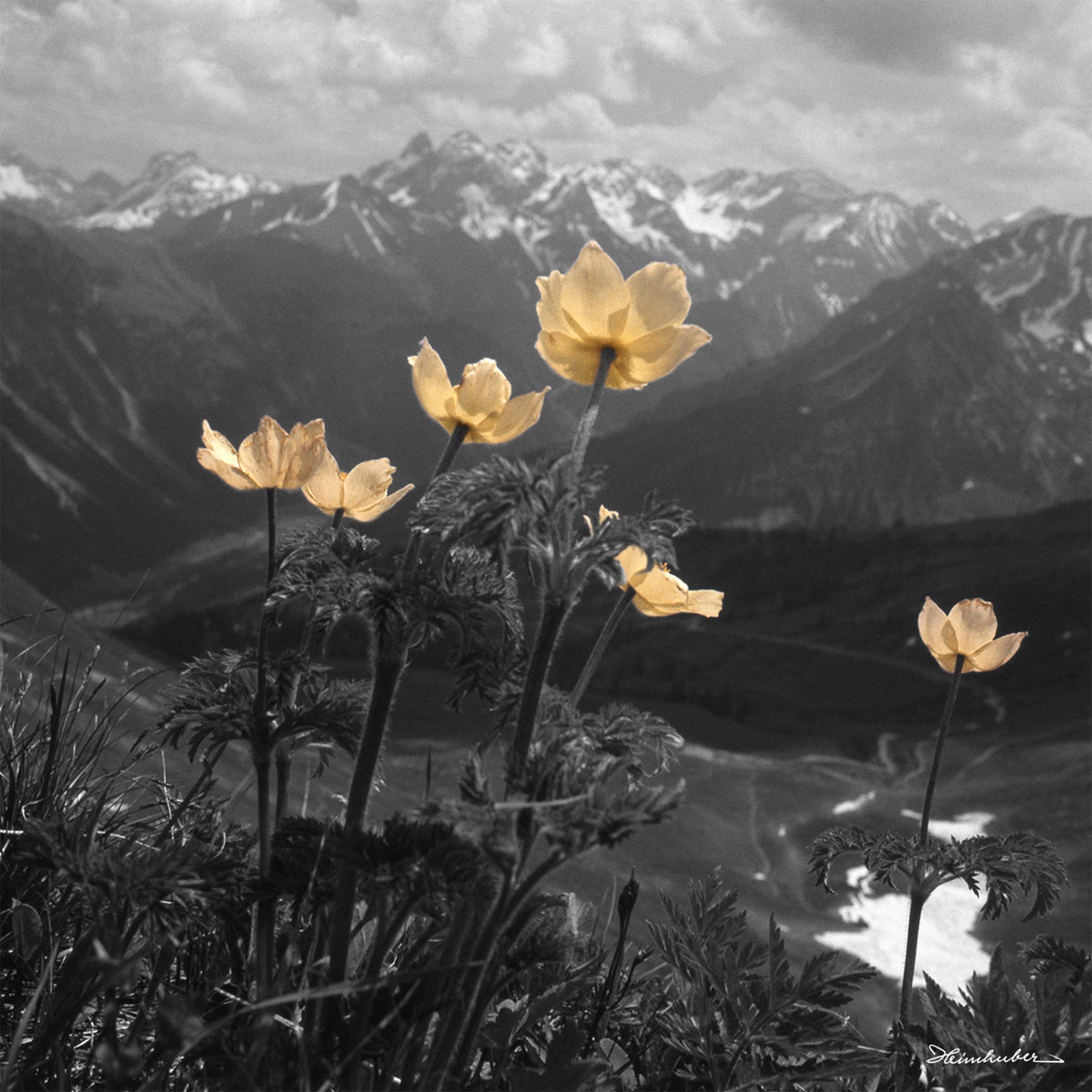Gelbe Anemonen - teilcoloriert