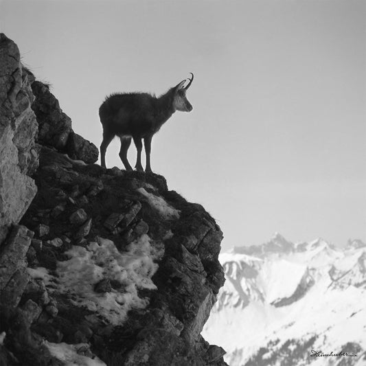 Junge Gemse am Nebelhorn