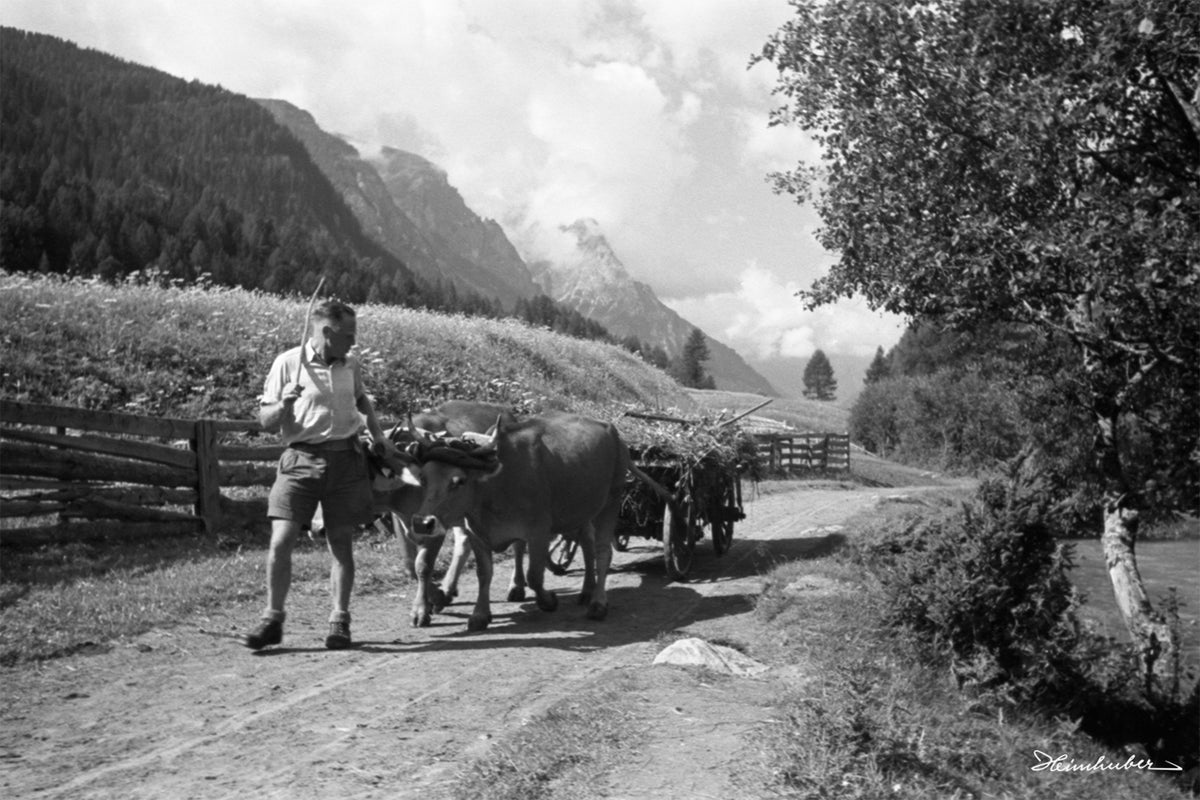Ochsenkarren bei der Bergmahd im Lärchenwald