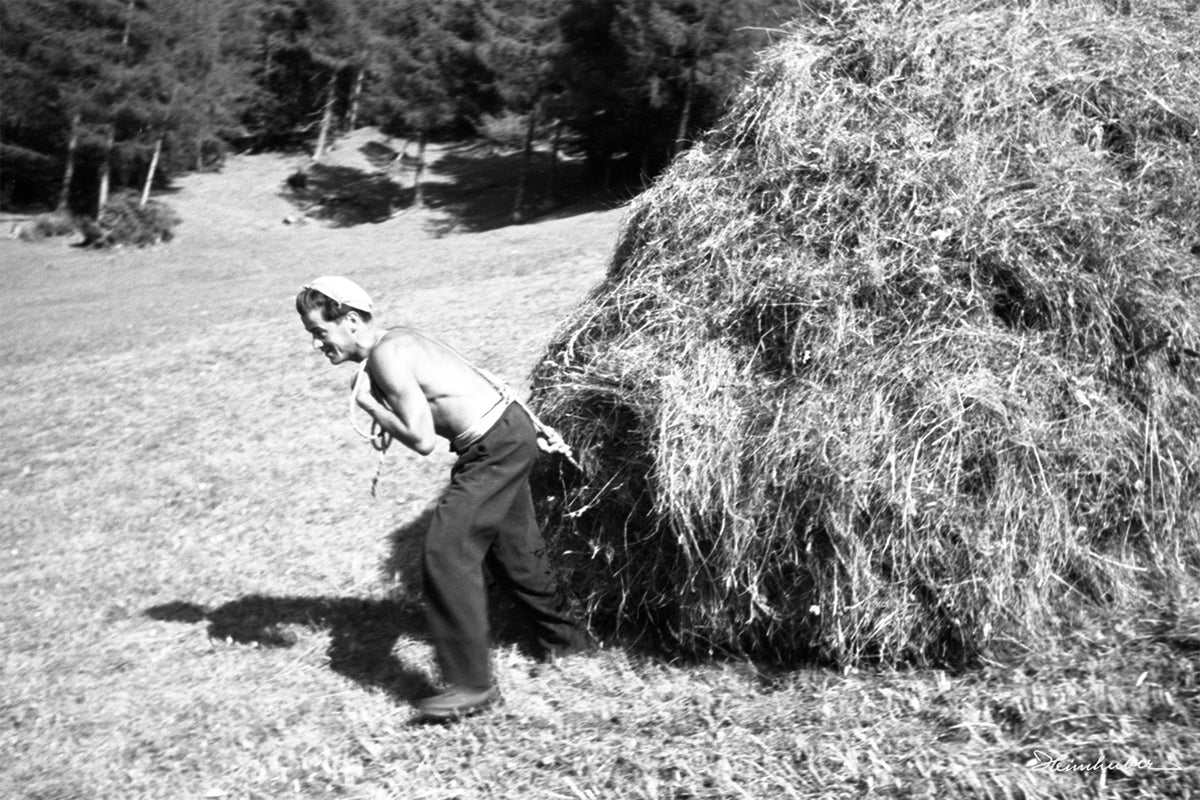 Bergmahd im Lärchenwald
