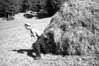 Bergmahd im Lärchenwald