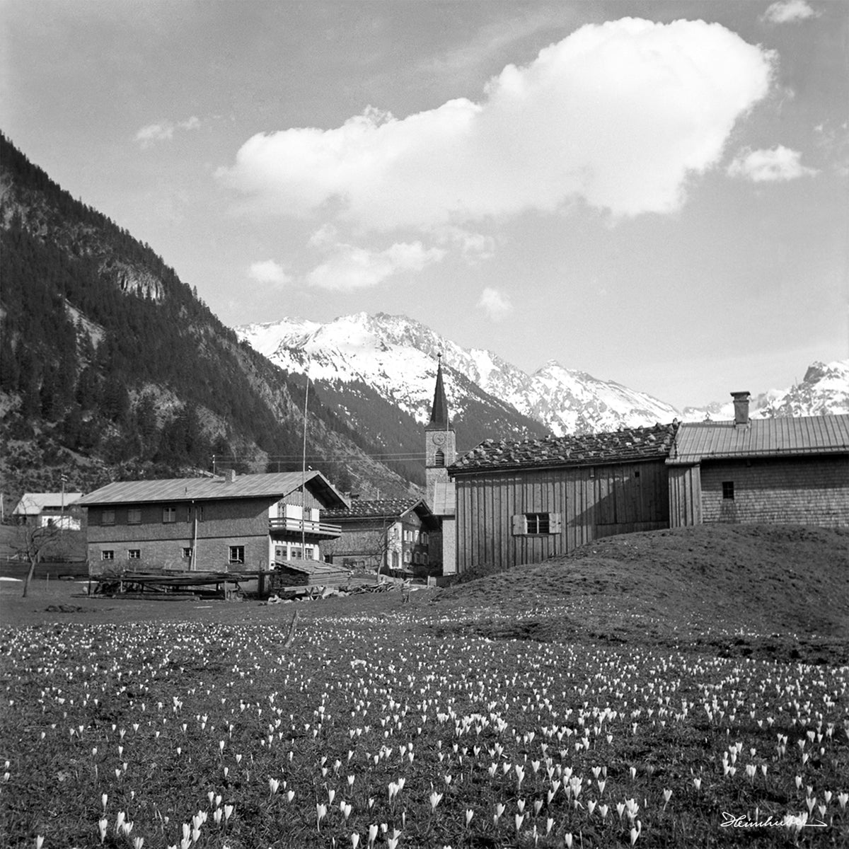 Krokuswiese in Hinterstein I.