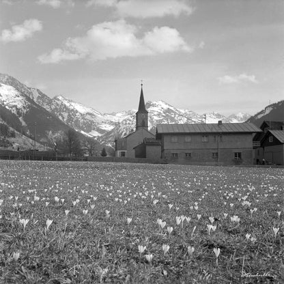 Krokuswiese in Hinterstein II