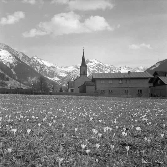 Krokuswiese in Hinterstein II