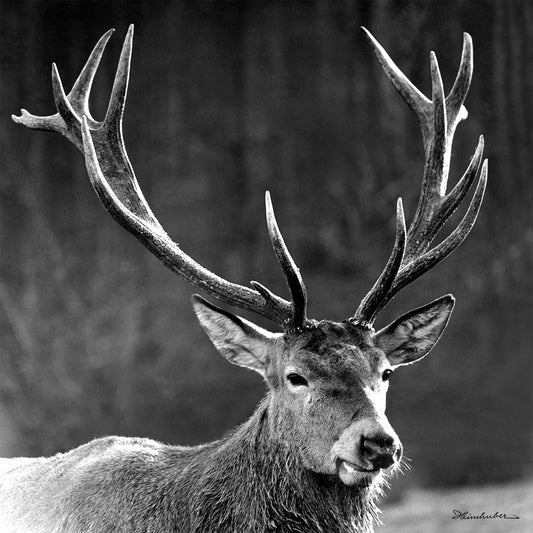 Hirsch