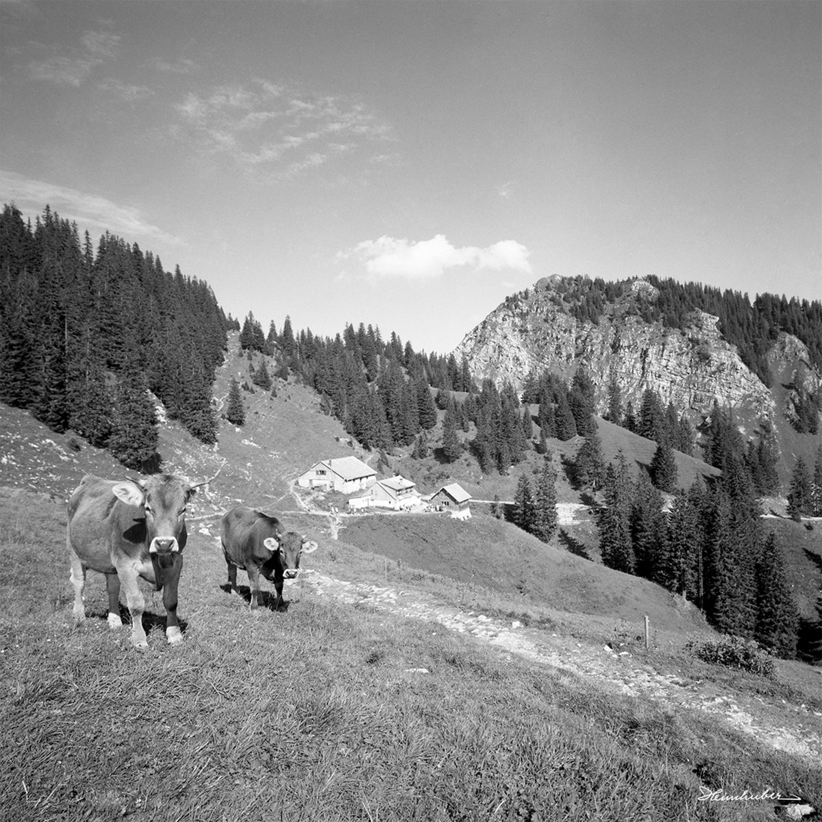 Kühe an der Hirschalpe