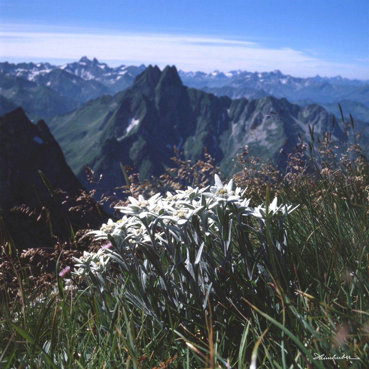 Edelweiß mit Blick auf Höfats