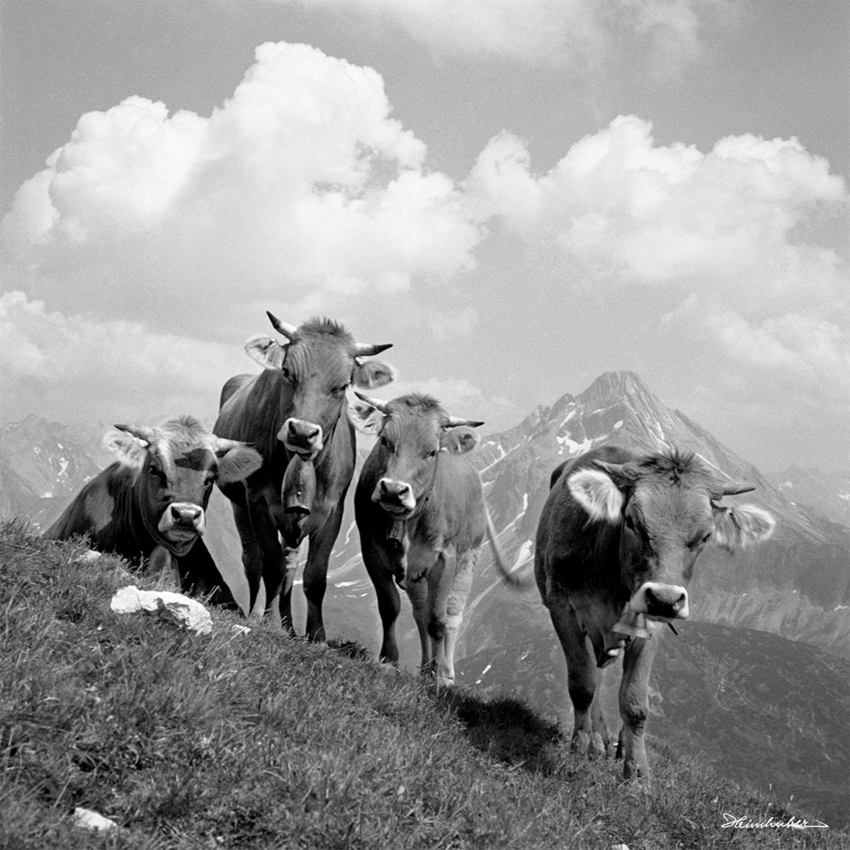 Jungvieh am Schrofenpass IV