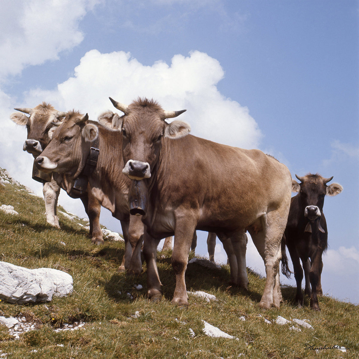 Jungvieh am Schrofenpass III