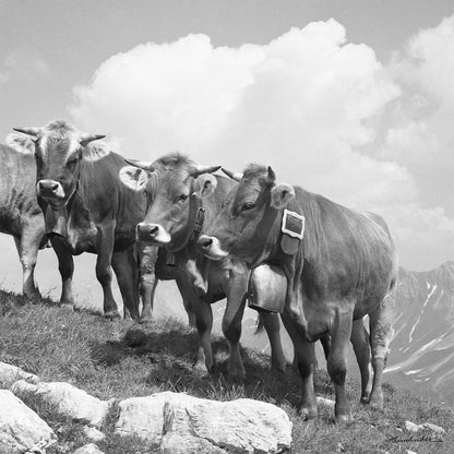 Jungvieh am Schrofenpass II