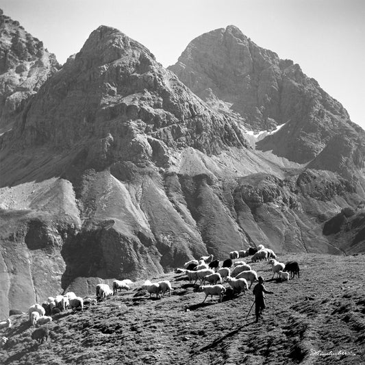 Bergschafe mit Hirte