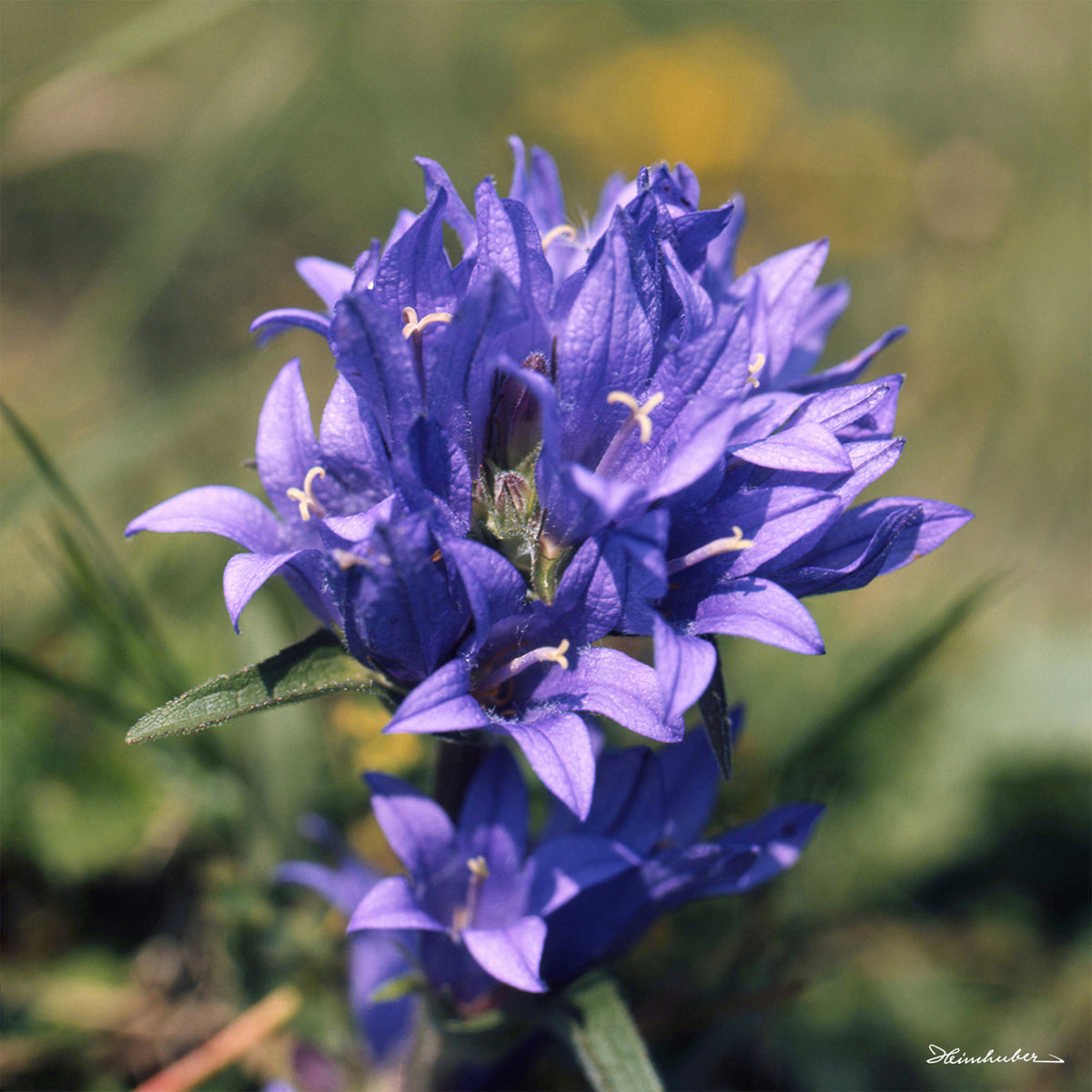 Knäuel Glockenblume